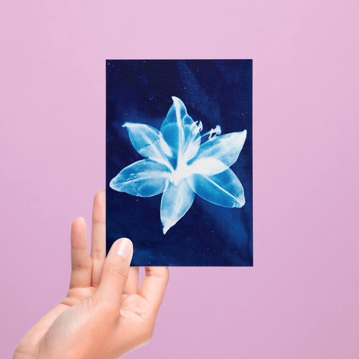 CYANOTYPE LILY POSTCARD