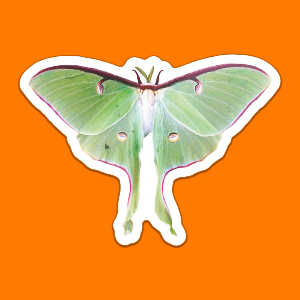 Lunar Moth Sticker • Extreme Largeness Wholesale