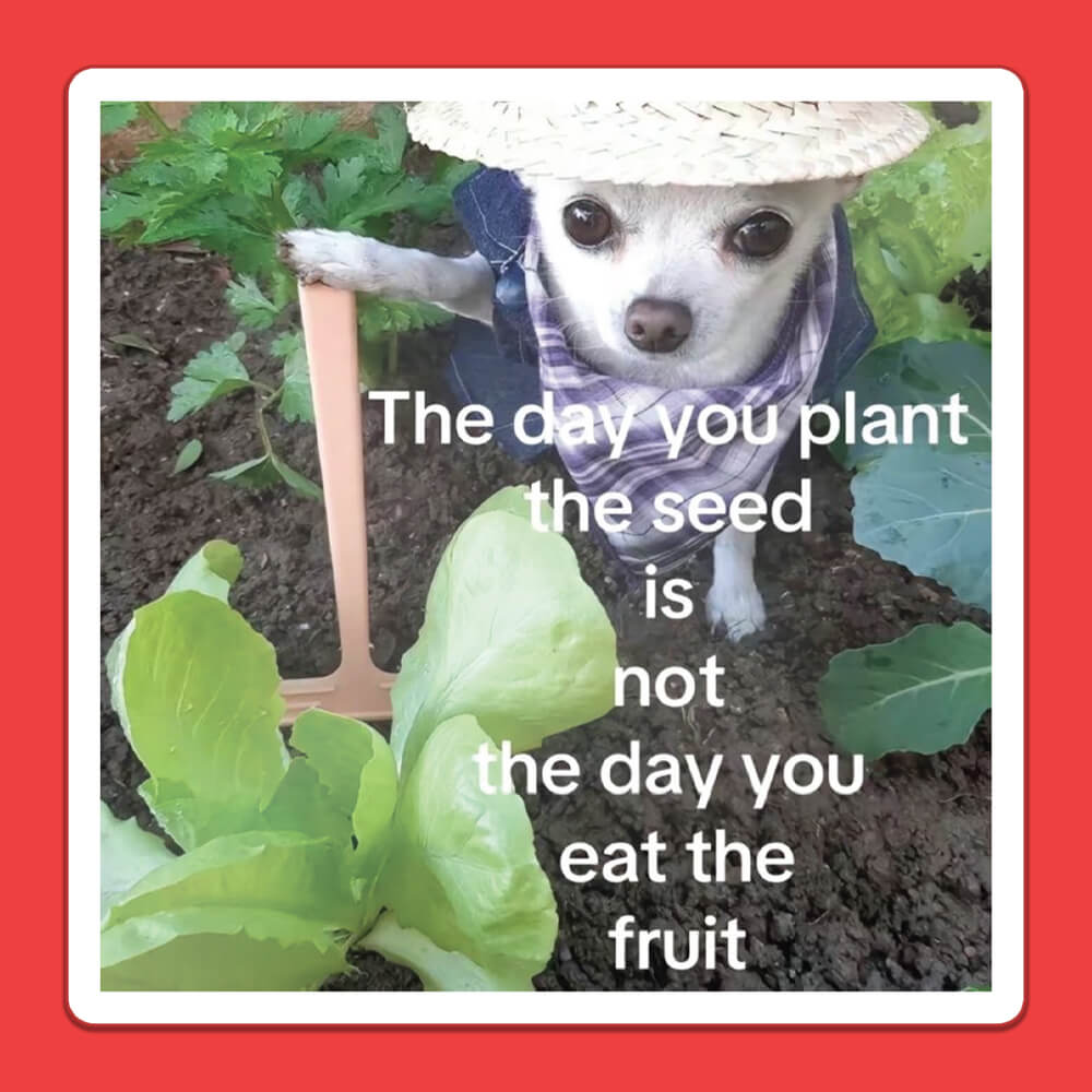 PLANT THE SEED STICKER - PACK OF 10 - Extreme Largeness Wholesale